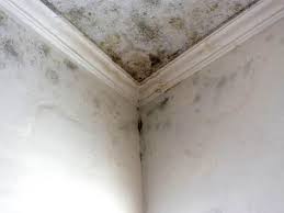 Professional Mold Remediation in Sea Ranch, CA